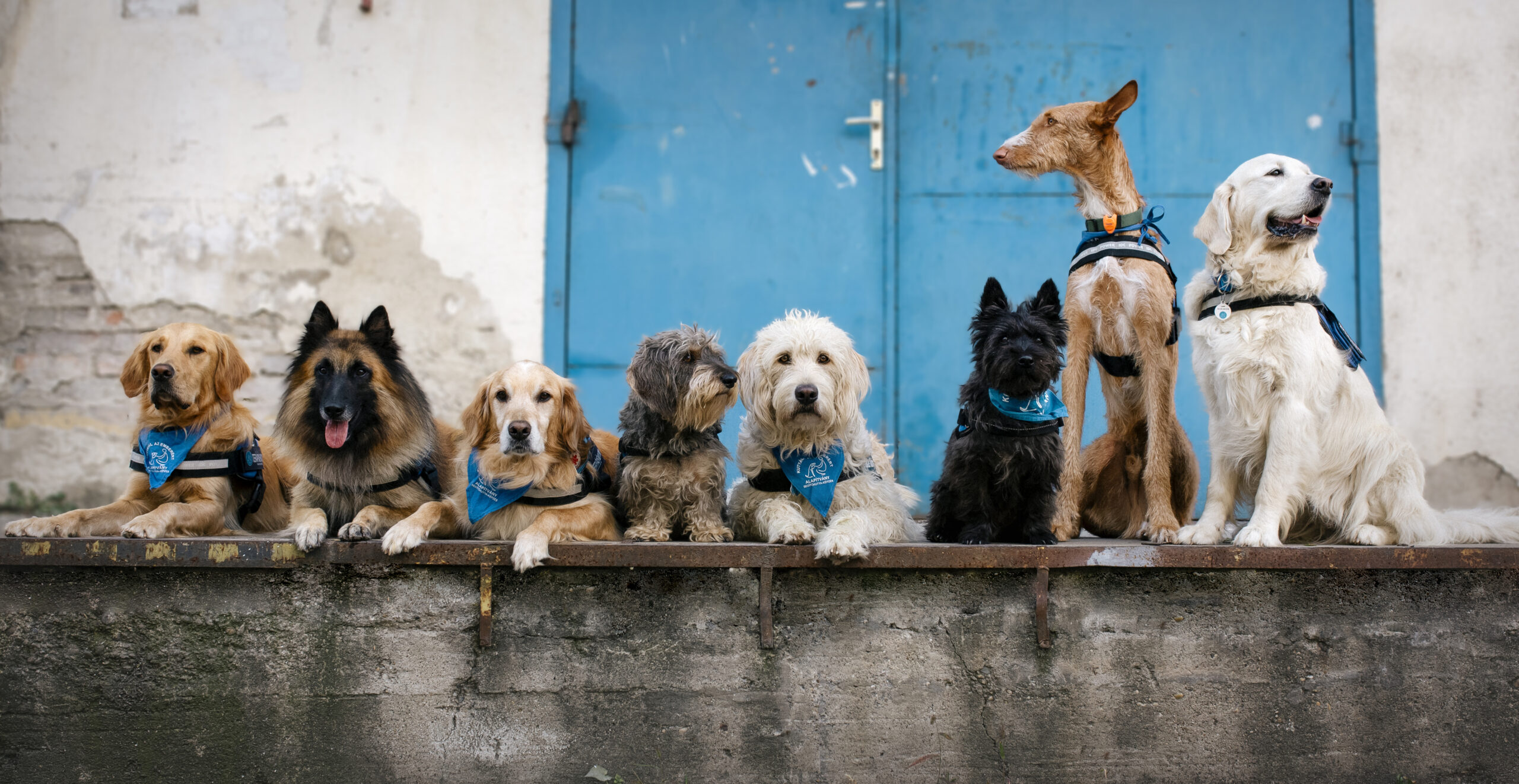 A képen sok kutya látható